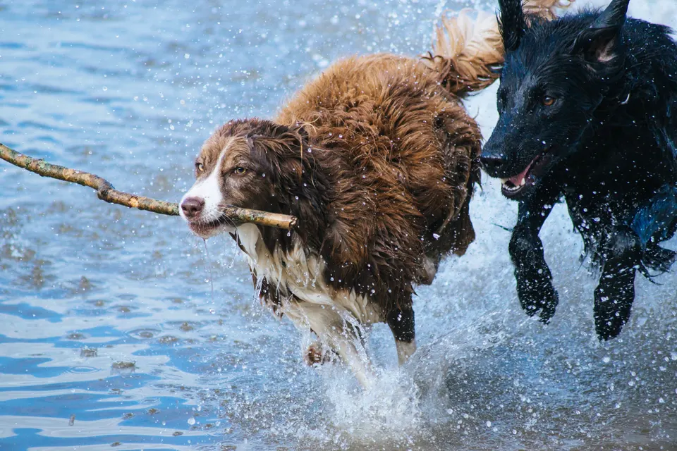 Animals dogs 2 jigsaw puzzle