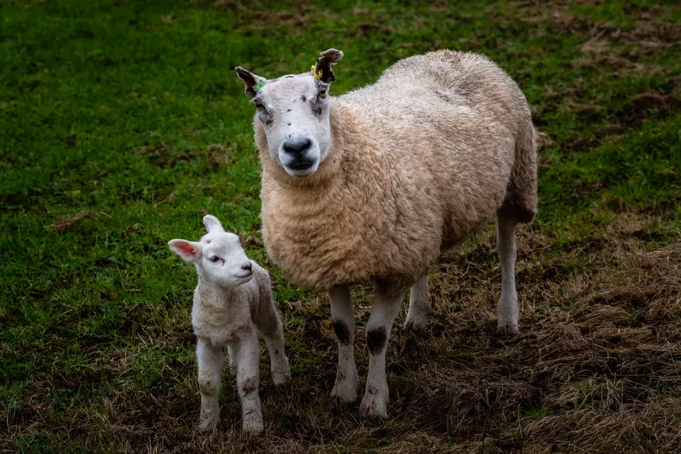 Baby sheep jigsaw puzzle