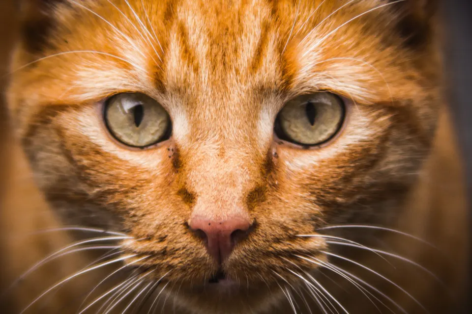 Cat eyes jigsaw puzzle