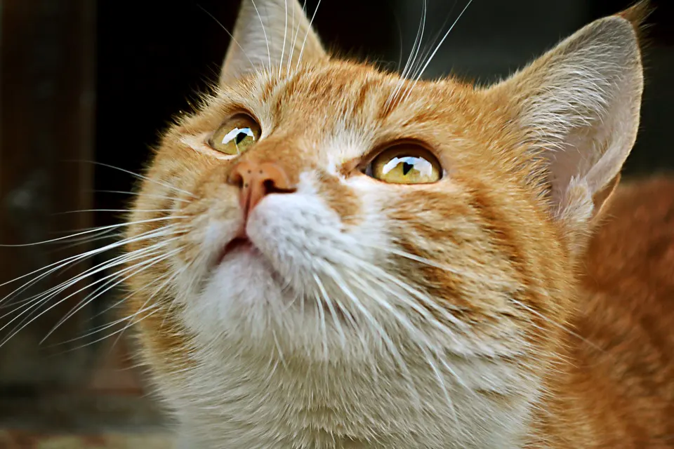 Cat pet jigsaw puzzle