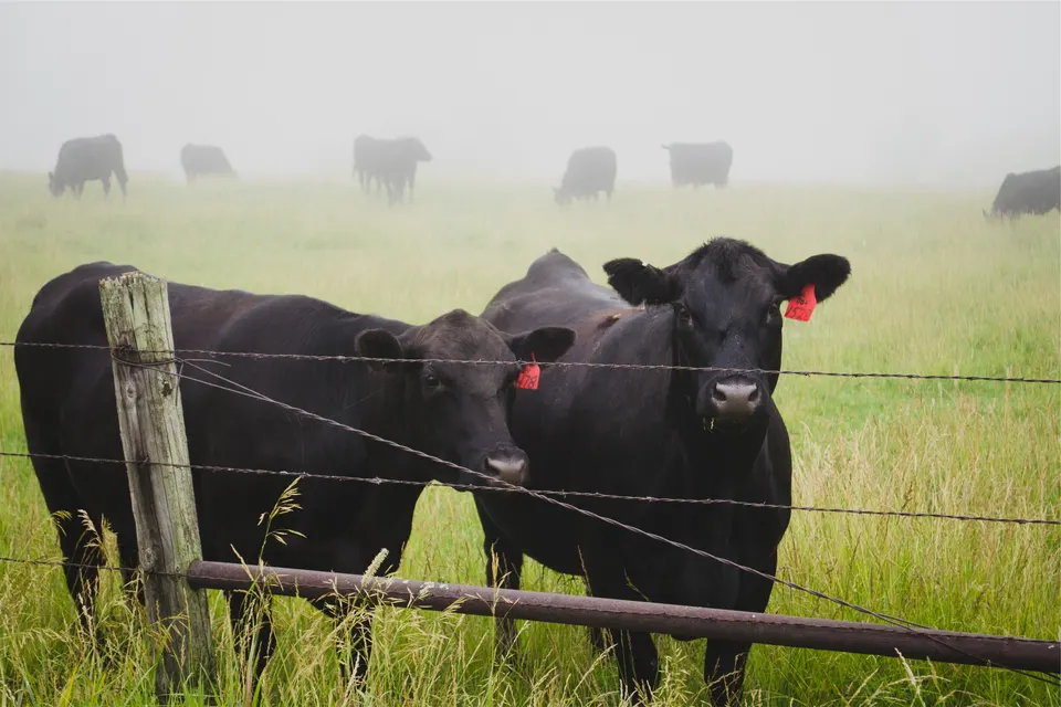 Cows animals jigsaw puzzle