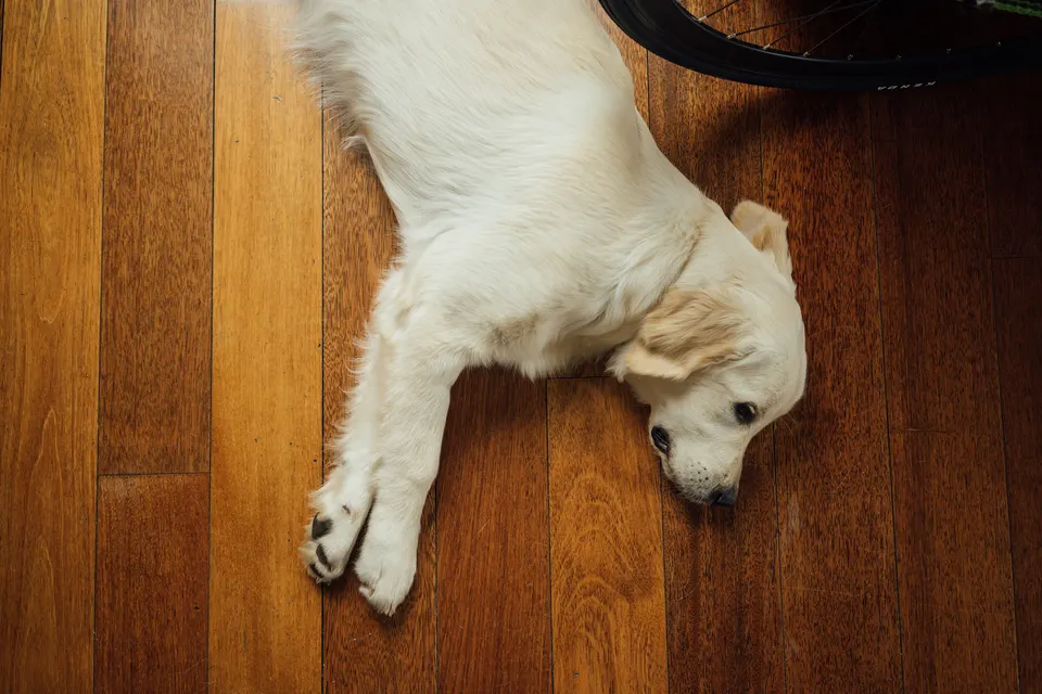 Dog pet jigsaw puzzle