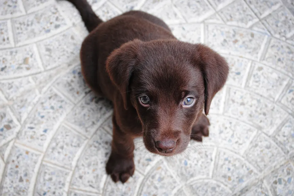 Dog puppy jigsaw puzzle