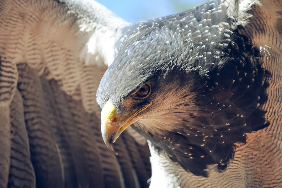 Eagle bird jigsaw puzzle