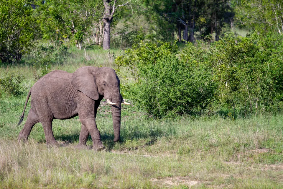 Elephant africa jigsaw puzzle