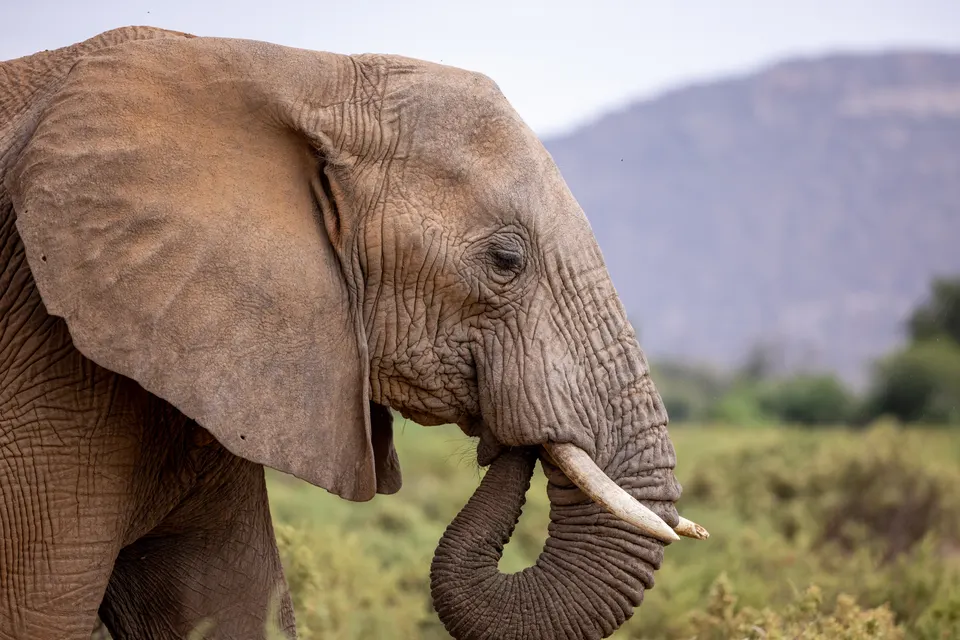 Elephant animal jigsaw puzzle