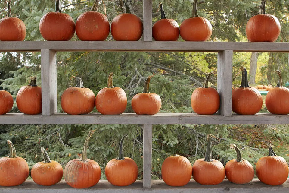 Fall pumpkins jigsaw puzzle