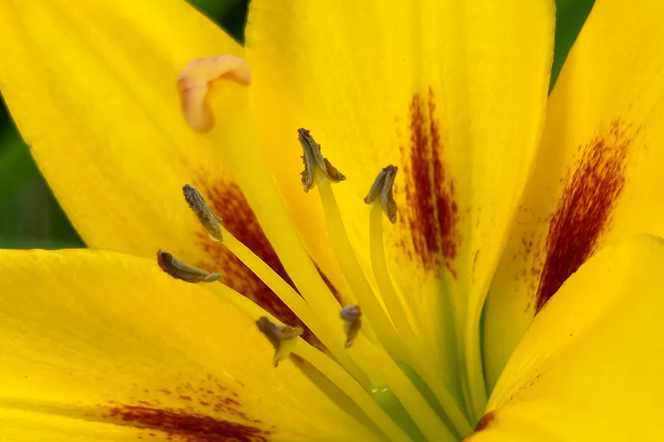 Flower yellow jigsaw puzzle