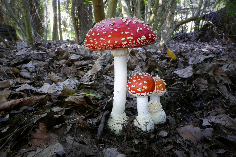 Mushroom red jigsaw puzzle