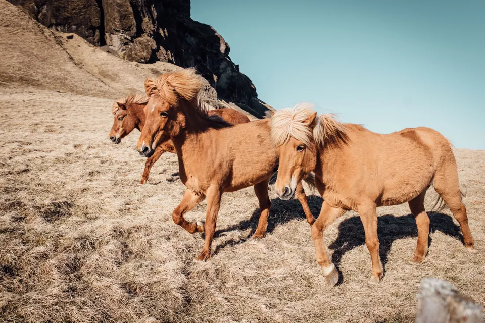 Nature animals jigsaw puzzle