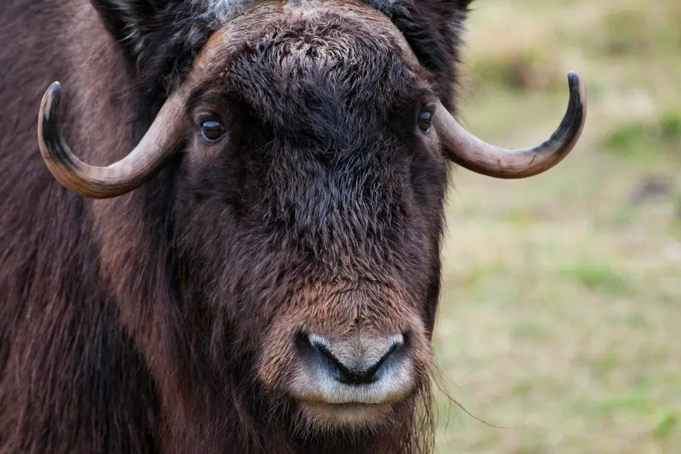 Ox wildlife jigsaw puzzle