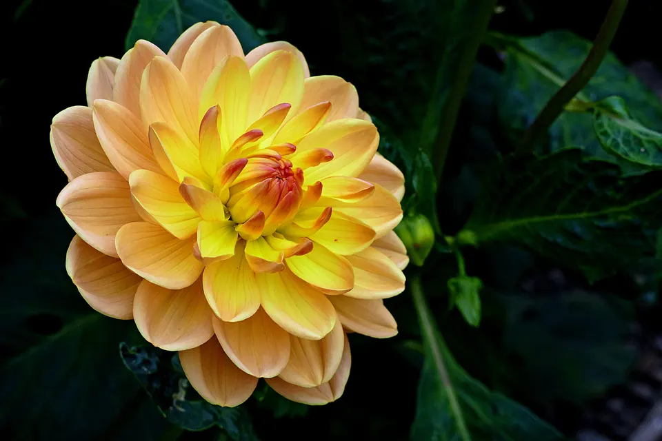 Yellow flower jigsaw puzzle