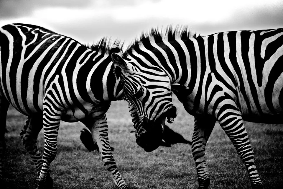 Zebra clash jigsaw puzzle